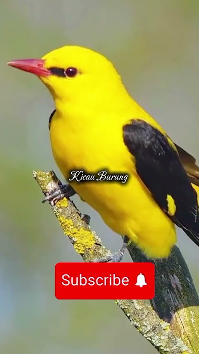 Masteran Burung #pentet #cucakijo #konin #cucakrowo  #sogon #wambi #branjangan