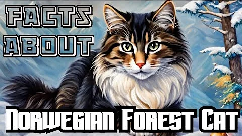 Watch the video about The Majestic Norwegian Forest Cat