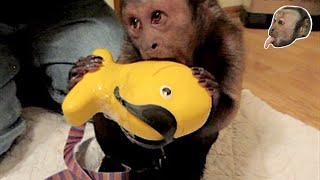 Capuchin Monkey Gold Fish Forager!