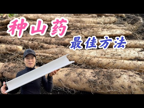 Wideo: Chińskie rośliny pochrzynu – jak uprawiać pochrzyn