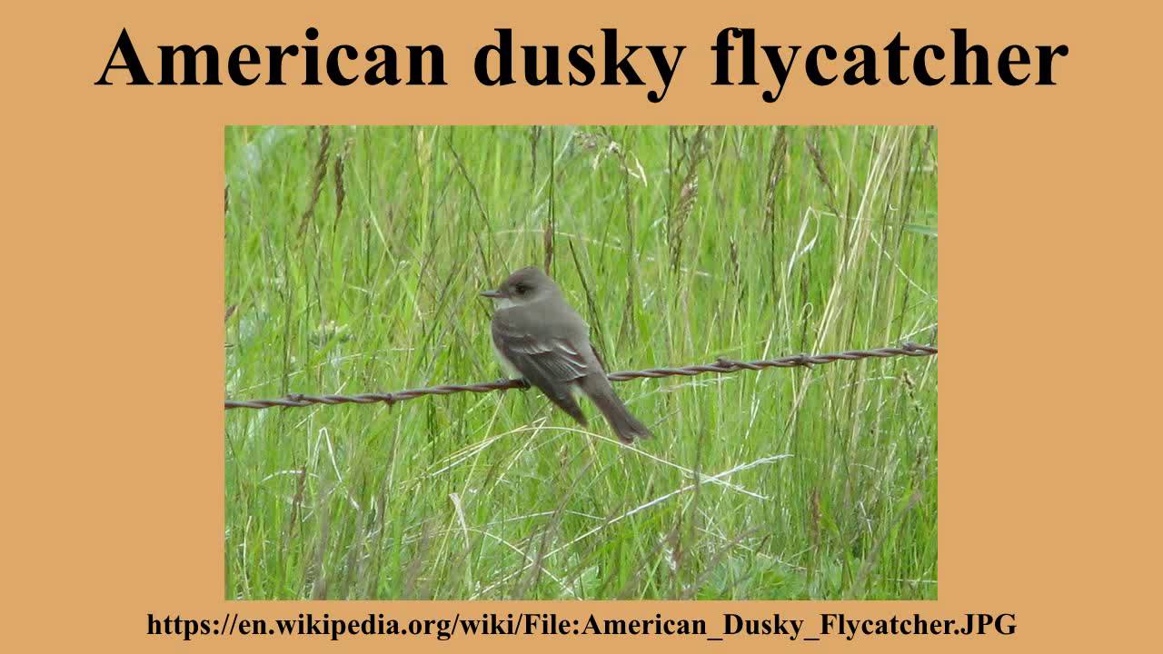 American dusky flycatcher