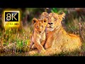 8K African Wildlife Safari in 8K ULTRA HD / Africa Animals Collection with Nature Relaxing Sounds TV