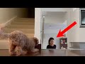 Clever toy poodle jumpscares owner every time