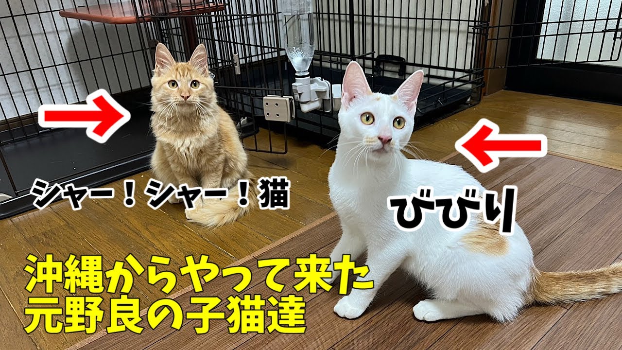 Okinawa Flight 7] I'm looking forward to seeing these kids