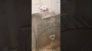 🤪👍Secret record...the interesting process of hamster escaping from the nest #shorts #hamsters #倉鼠 Wealth
