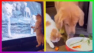 FUNNIEST DOGS AND CATS | Awesome Funny And Crazy Animals Videos 2021 by Funny and Crazy Animals 68 views 2 years ago 2 minutes, 45 seconds