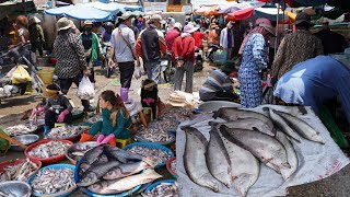 Cambodian Fish Market Scene in Kilo 9 - Amazing Second Sit Distribute Alive Fish, Seafood & More by Countryside Daily TV 1,201 views 13 days ago 43 minutes