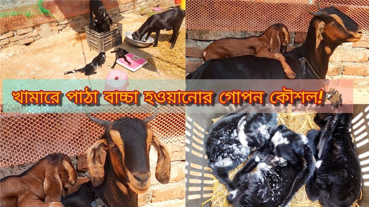 সকালে পাঠা দেখালেই ছাগলের পাঠা বাচ্চা হয়!🙄🐐😶||
