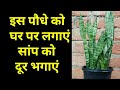 इस पौधे को लगाने से सांप 🐍 दूर भाग जाएगा snake plant