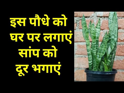 वीडियो: पौधे जो सांपों को भगाते हैं - सांपों को प्राकृतिक रूप से बगीचे से बाहर रखना