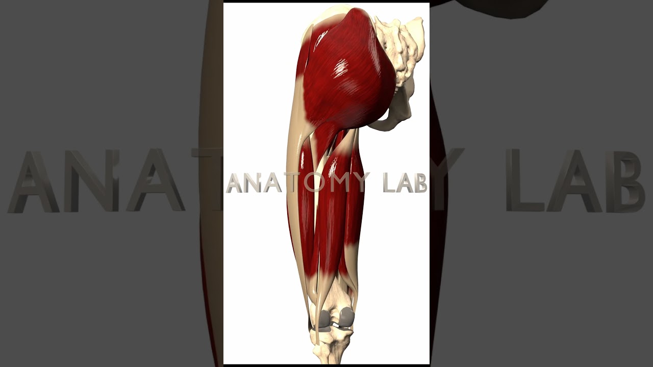 Muscles of the Thigh and Gluteal Region - 3D Models, Video Tutorials &  Notes