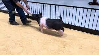 62-3 x gilt