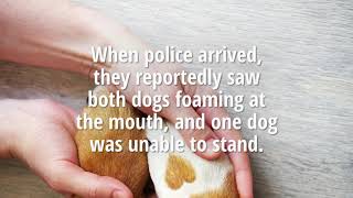PD: Phoenix man kills neighbor's dog by giving it meth - ABC15 Crime
