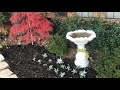 Dusty Miller.Planting Dusty Miller in the Fall in North Texas,zone 8a.//Small garden