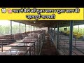 HOW TO START PIG FARMING IN INDIA | Pig Farm कैसे स्टार्ट करें 10 मदाओ  से | सूअर पालन कैसे करें