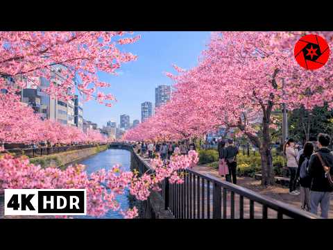 Tokyo Cherry Blossoms 2026 - Ealy March Sakura - 4K HDRのサムネイル