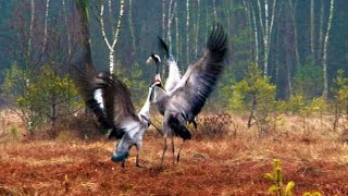 FIGHT AND DANCEBIRDS Dancing Cranes in Springtime! (Worth Watching!)