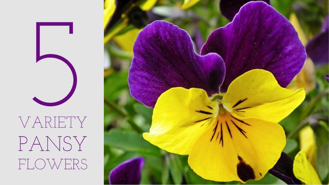 5 Variety Pansy Plant Part  - 2 | Types of Pansy Plant