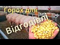 ГОРОХ для ВІДГОДІВЛІ, дешевий але ефективний БІЛОК❗️