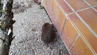 Igel im Garten