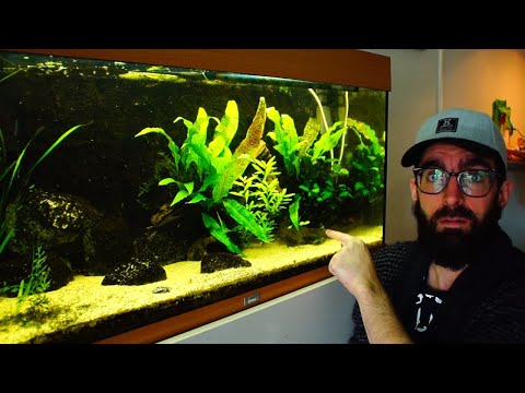 Video: Java Fern Care - Hoe een Java-varen in een aquarium te laten groeien
