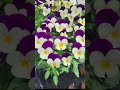 Идеальная серия фиалок для бордюров и цветников!