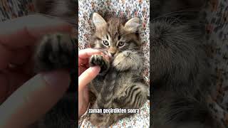 Kediler Bizi Sahip Olarak Görmüyor Gerçek Şok Edici