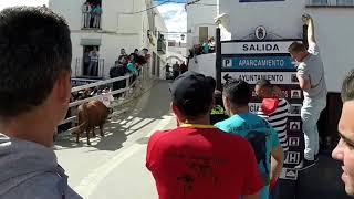 Toro Cuerda de Gaucín [60] El toro coje calle tras descansar y tomar aire en la Esquina Matías