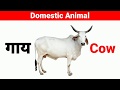 Domestic animals name in Hindi and English