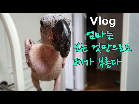 우리루비는PBFD[관심대상루비] African gray parrot Papagei Попугай (popugái)<strong>Papago</strong> parrot, cockatoo鸚鵡, 鳳頭鸚鵡