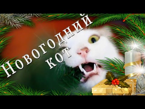 Сказки Скрипача. Новогодний кот.