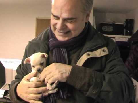 petco hours chihuahua dog massage