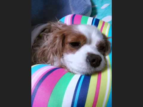 吾輩は犬