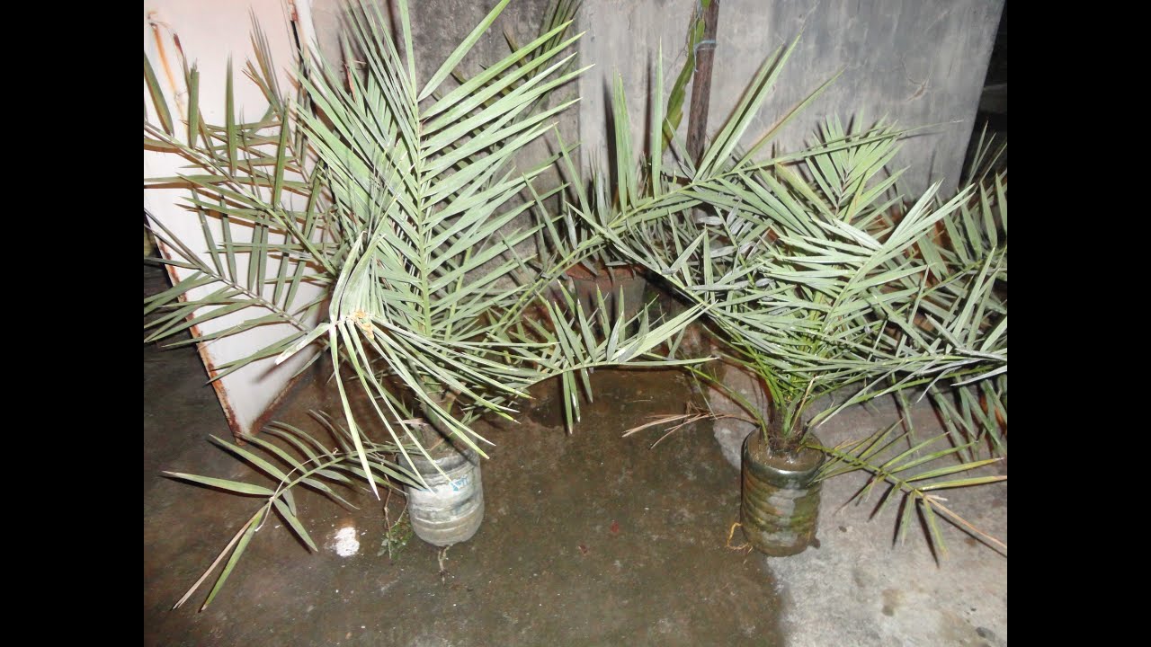 How to grow date palm tree from seeds ? *exclusive*