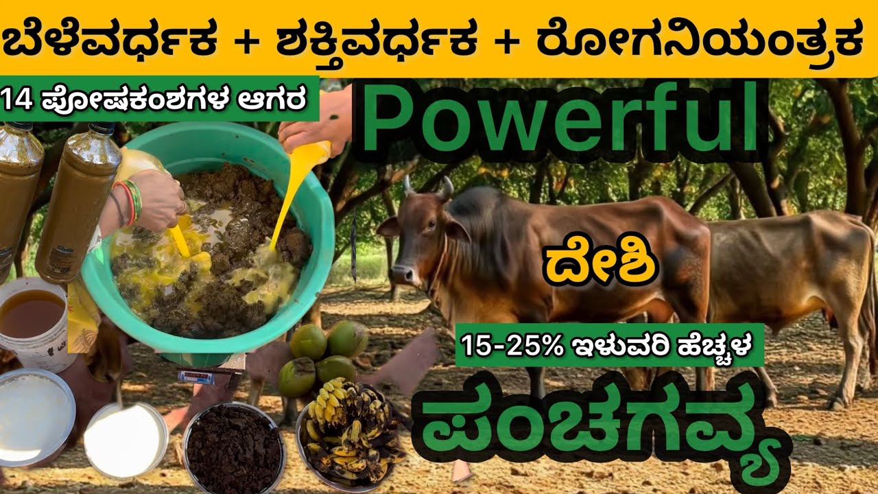 15-25% ಇಳುವರಿ ಹೆಚ್ಚಳ ||ಎಲ್ಲ ಬೆಳೆಗೂ-ಎಲ್ಲ ರೋಗಕ್ಕೂ ಒಂದೇ ಮದ್ದು || ಪಂಚಗವ್ಯ - ರೈತರೆ ತಯಾರಿಸಿ ಸ್ವಾವಲಂಬಿ ಆಗಿ 