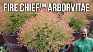 Fire Chief™ Arborvitae  Thuja Occidentalis 'Fire Chief'™