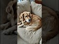 Dog’s Hilarious Reaction to My Awful Singing! 😂🐶