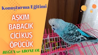 AŞKIM  BABACIK  CİCİ KUŞ  ÖPÜCÜK |  Muhabbet Kuşu Favori Kelimeleri | Kuşunuz Kesin Konuşacak |