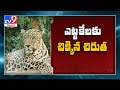Hyderabad: Leopard trapped in cage