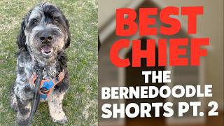 BEST CHIEF THE BERNEDOODLE DOG SHORTS part 2 | HILARIOUS