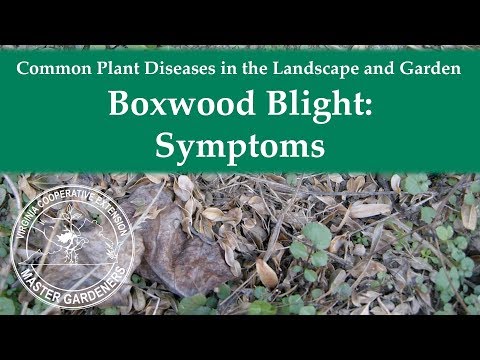 Video: Boxwood Blight Disease - Information om behandling av Buxwood Blight