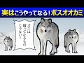 世界中が勘違いしたオオカミの群れの成り立ち、ボスになる方法