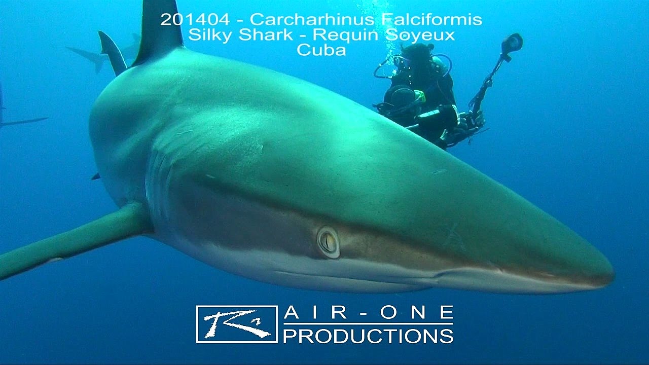 201404 Carcharhinus Falciformis Silky Shark Requin Soyeux Cuba Youtube