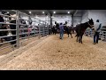 2024 january 11th annual hoover mule sale