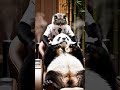 🎬 Episode 1 — “Cat Salon &amp; The Panda Facial #catlife #cat #animallife #fypviral