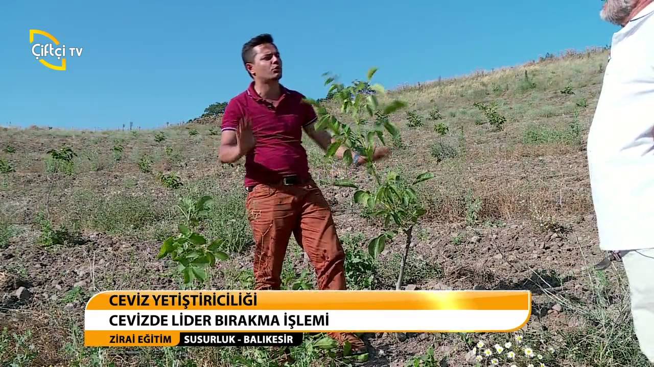 ZİRAİ EĞİTİM/ CEVİZ BAHÇESİ KURULUMU