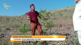 ZİRAİ EĞİTİM/ CEVİZ BAHÇESİ KURULUMU