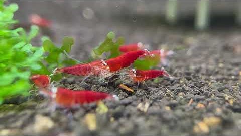 Khám Phá Vẻ Đẹp Thần Thánh của Tép Santa - Tép Cảnh Độc Đáo