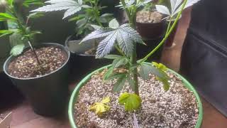 Difference in a deficiency or your plants hungry @gorillagrowtent @LotusNutrients ￼