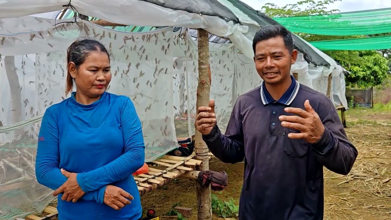 បងស្រី​ ចាំង​ ណិត និងស្វាមីចែករំលែកបទពិសោធន៍ពីការចិញ្ចឹមកណ្ដូប | កសិកម្មឃុំ